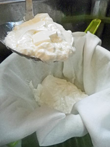 Scooping the curds into a butter muslin lined collander.