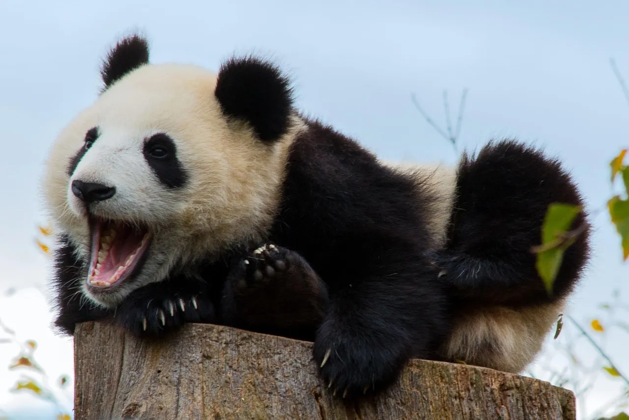 The French Baker now has his own panda complete with cheerful bell.