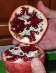 Cutting all around the outside of the pomagranate minimizes damage to the seeds.